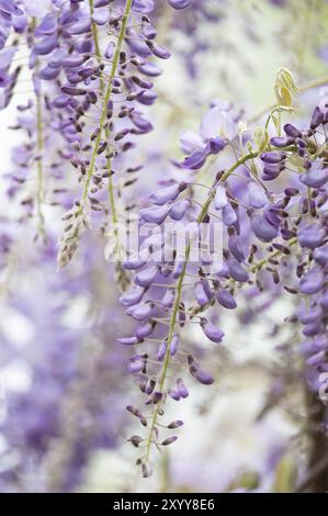 Wisterien hängen unten, lilafarbig, Nahaufnahme, Hintergrund weiß verschwimmt, Dortmund, Deutschland, Europa Stockfoto