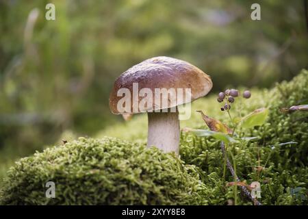 Penny Bun oder Boletus edulis, Papageienpilz, der in den Wäldern wächst, umgeben von Moos, Hintergrund besteht aus Bäumen und anderer Vegetation, essbar und kann b sein Stockfoto