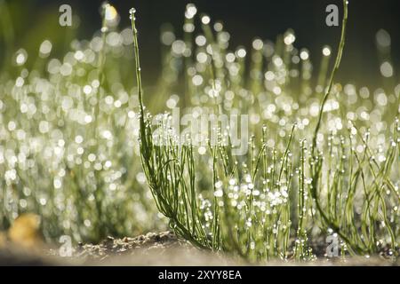 Nahaufnahme von Gras auf dem Feld, mit Wassertropfen, die über die Grashalme verstreut sind. Die Grashalme glitzern auf der Oberfläche. Die Tröpfchen o Stockfoto