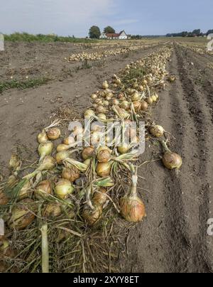 Geerntete gelbe Zwiebeln in Reihen zum Trocknen auf dem Feld in Ingelstorp, Gemeinde Ystad, Skane County, Schweden, Skandinavien, Europa Stockfoto