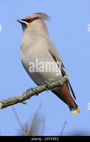 Böhmische Wachsflügel (Bombycilla garrulus), ja, Landkreis Bad Duerkheim, Rheinland-Pfalz, Bundesrepublik Deutschland Stockfoto