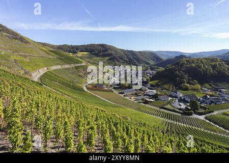 Wandern auf dem Rotweinweg im Ahrtal zwischen Altenahr und Ahrweiler in den Weinbergen an einem sonnigen Herbsttag Stockfoto