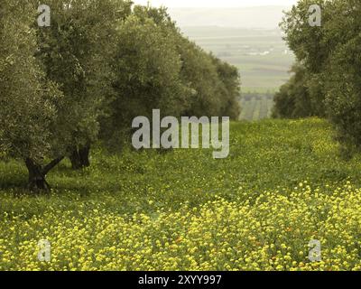 Campo de olivos. Mequines. Marruecos Stockfoto