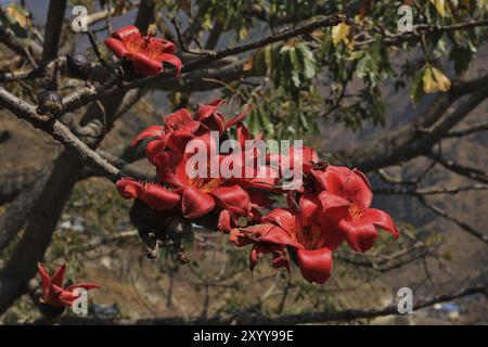 Schöne Blumen eines roten Baumwollbaums. Frühlingsszene in Shyapru Bensi, Langtang Nationalpark, Nepal, Asien Stockfoto