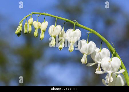 Weiß Campanula pyramidalis californica Blumen und blauer Himmel im Frühjahr Stockfoto