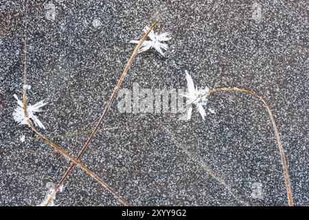 Reimbedecktes Schilf im Eis, Norrbotten, Lappland, Schweden, Oktober 2014, Europa Stockfoto