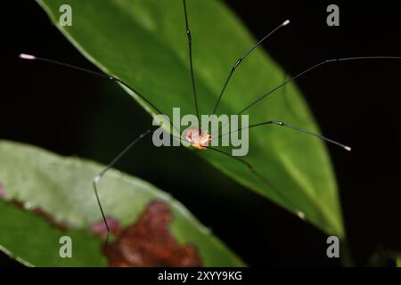 Makrofoto eines einsamen Sensenmanns auf einem grünen Blatt. Die Beine der Spinne sind lang und dünn, und ihr kleiner, runder Körper befindet sich in der Bildmitte. Stockfoto