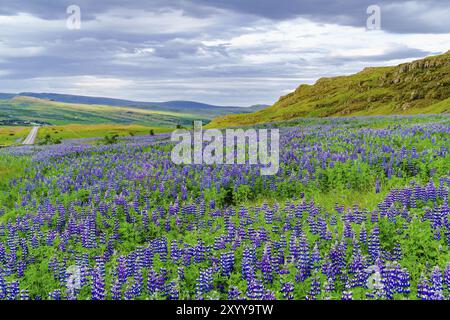 Isländische Landschaft im Sommer mit dem Gebiet der Blumen lebendige lila Nootka oder Alaskan Lupine als Vordergrund Stockfoto