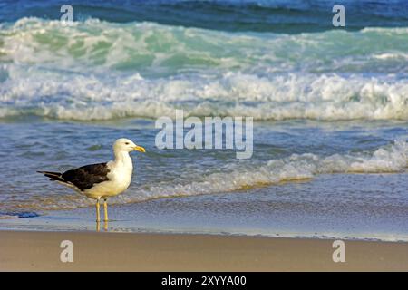 Möwe Spaziergänge zwischen dem Meer und den Sand am Strand Stockfoto