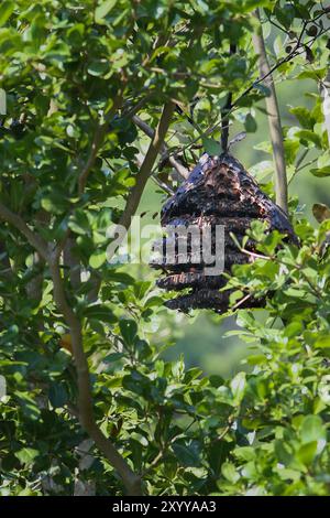 Eine riesige Vespa-Wabe hängt an einem Ast, umgeben von grünen Blättern. Die Wabe ist oval und braun, und viele Hornistenbienen können in Flyin gesehen werden Stockfoto