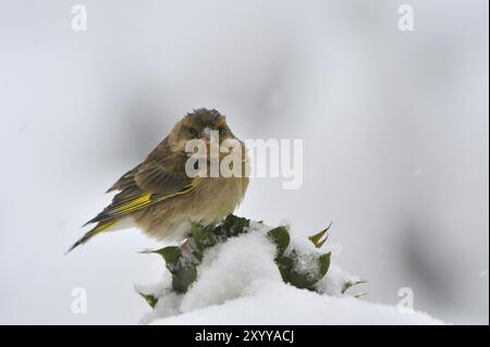 Grünfinken, die bei der Winterfütterung an Flagellattrichomonas gallinae leiden, Carduellis chloris, europäischer Grünfink, Futtersuche Stockfoto