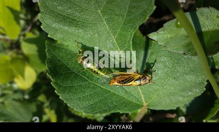 Zwei Zikaden, Mogannia Hebes, paarend auf einem grünen Blatt. Das Männchen ist grün, das Weibchen gelb. Beide Insekten haben große, transparente Flügel. Erfassen Stockfoto