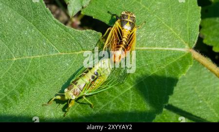 Zwei Zikaden, Mogannia Hebes, paarend auf einem grünen Blatt. Das Männchen ist grün, das Weibchen gelb. Beide Insekten haben große, transparente Flügel. Erfassen Stockfoto