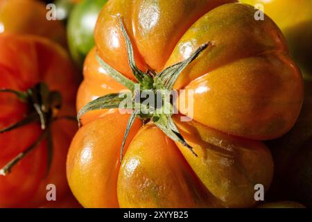 Makroansicht einer frischen gelben Beefsteak-Tomate. Die Reife Erbstück-Sorte zeigt lebendige Farben und eine markante Rippenform. Grüner Stab sichtbar, emphasi Stockfoto