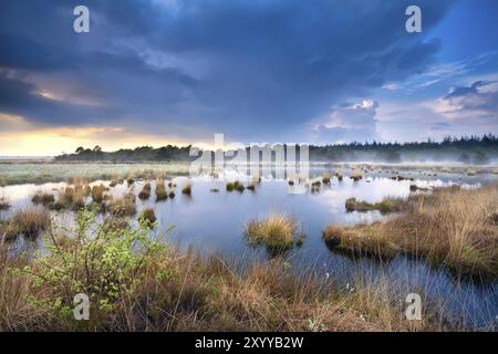 Blauer stürmischer Himmel über Sumpf mit Baumwollgras, Drenthe, Niederlande Stockfoto