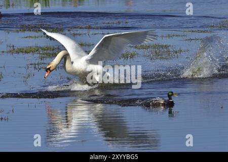 Stummer Swan und Mallard während der Paarungszeit Stockfoto