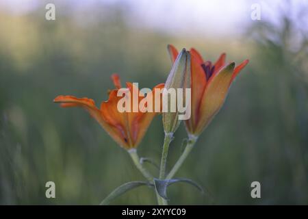 Lilium bulbiferum, Feuerlilie und Tigerlilie. Blume der Feuerlilie Stockfoto