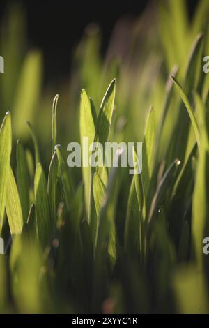 Grashalme gegen das Licht Stockfoto