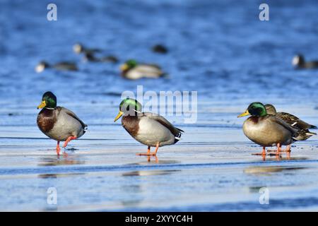 Stockenten auf einer Eisscholle. Stockenten im Winter auf einer Eisscholle Stockfoto