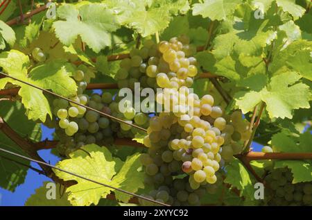 Weintraube weiss, Traube weiss 17 Stockfoto