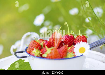 Reife, rote Erdbeeren direkt aus dem Garten, in einem Sieb gelegen. Erdbeeren frisch aus dem Garten, liegen in einem Sieb. Frische, kräftige Farben Stockfoto