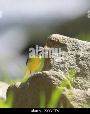 Graue Wagtail, männlich, mit Nahrung im Schnabel, Motacilla cinerea, graue Wagtail, männlich mit Nahrung im Schnabel Stockfoto