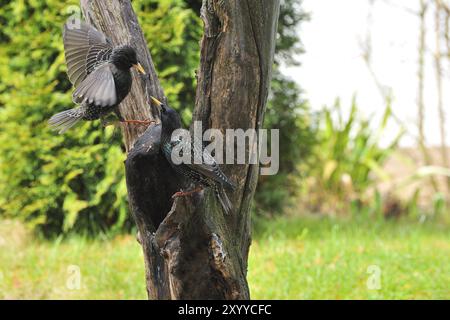 Star, European Starling, Sturnus vulgaris Stockfoto