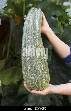 Riesige Zucchini vor der Zucchinipflanze Stockfoto