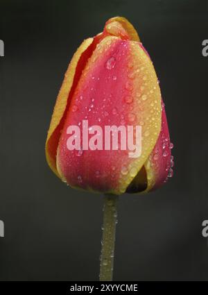 Nieseln setzt sich in vielen kleinen Tropfen auf der Tulpe ab Stockfoto