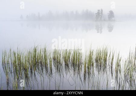 Dawn at a Forest Lake, Norrbotten, Lappland, Schweden, August 2015, Europa Stockfoto