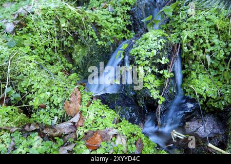 Kleiner Gebirgsbach und Grünflächen bei langer Exposition Stockfoto