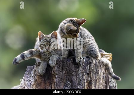 Zwei Kätzchen sitzen zusammen auf einem Baumstumpf vor grünem Hintergrund, Wildkatze (Felis silvestris), Kätzchen, Deutschland, Europa Stockfoto