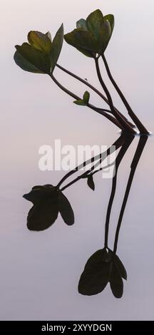 Menyanthes trifoliata, (Bitterklee, Menyanthes) in Water, Norrbotten, Lappland, Schweden, August 2013, Europa Stockfoto