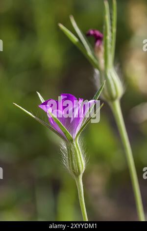 Kornrade, Agrostemma githago, gewöhnlicher Maiskeks Stockfoto