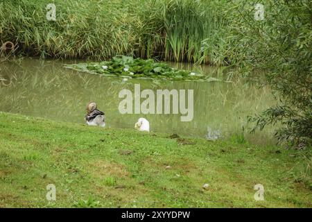 Zwei Enten ruhen am Ufer eines ruhigen Teichs mit umliegendem Gras und Schilf in einer natürlichen Umgebung, Aalten, Gelderland, Niederlande Stockfoto