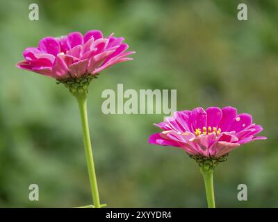 Zwei rosa Blumen vor einem grünen, verschwommenen Hintergrund, Bad Lippspringe, Deutschland, Europa Stockfoto