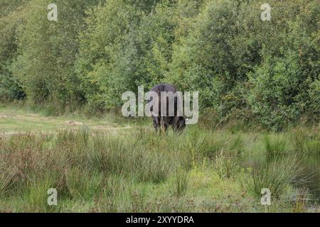 Rückansicht einer schwarzen Kuh, die auf einer Weide inmitten einer bewaldeten Landschaft weidet, Eibergen, Gelderland, Niederlande Stockfoto