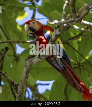 Scharlach-Aras (Ara macao) in bengalen Mandel (Terminalia catappa), Provinz Puntarenas, Costa Rica, Mittelamerika Stockfoto