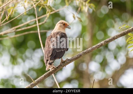 Gelbköpfige Caracara (Milvago chimachima), auf einem Zweig im Regenwald, Corcovado Nationalpark, Osa, Provinz Puntarena, Costa Rica, Cent Stockfoto