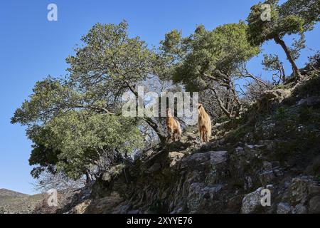 Zwei Ziegen, die bei sonnigem Wetter auf einem felsigen Hang unter Bäumen stehen, Palea Roumata, Lefka Ori, White Mountains, Bergmassiv, west, Kreta, Griechenland, EUR Stockfoto