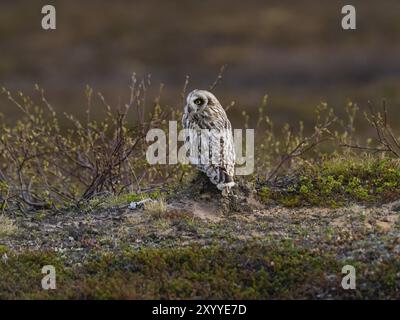 Kurzohrige (Asio flammeus), die auf dem Boden ruht, in der Tundra May, Varanger National Park, Varanger Fjord, Norwegen, Europa Stockfoto