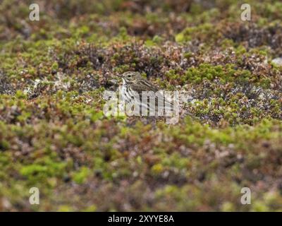 Meadow Pipit (Anthus pratensis) erwachsener Vogel mit Tundra-Vegetation, Mai, Varanger Nationalpark, Varanger Fjord, Norwegen, Europa Stockfoto