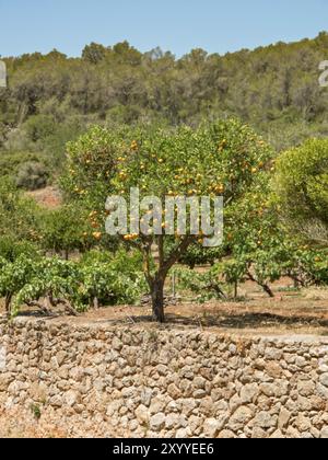 Ein einzelner Orangenbaum steht hinter einer Steinmauer vor einem Wald, ibiza, mittelmeer, spanien Stockfoto