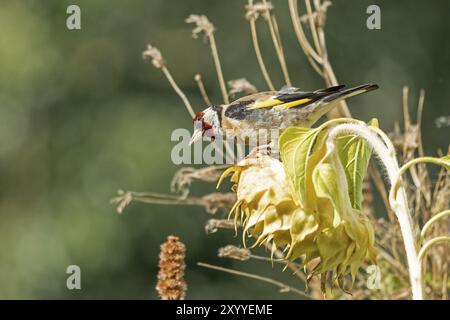 Europäischer Goldfink (Carduelis carduelis), auch bekannt als Goldfink, sitzt auf einer verblassten Sonnenblume, Wilhelmsburg, Hamburg, Deutschland, Europa Stockfoto