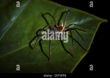 Getazi-Kammspinne oder Getazi-Bananenspinne (Cupiennius tazi), erwachsener Mann, der nachts auf einem Zweig sitzt, Provinz Alajuela, Costa Rica, Mittelamerika Stockfoto