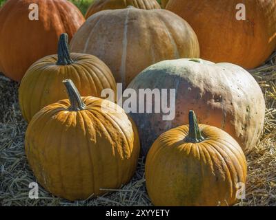 Mehrere orangene Kürbisse unterschiedlicher Größe liegen auf Stroh in einer Herbstszene, borken, münsterland, Deutschland, Europa Stockfoto