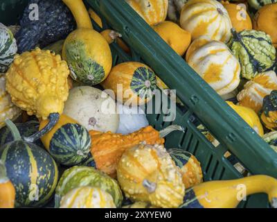 Verschiedenfarbige Kürbisse in einer grünen Box auf einem Gemüsestand, borken, münsterland, Deutschland, Europa Stockfoto