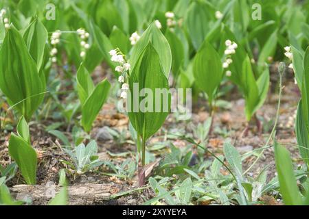 Maiglöckchen auf dem Waldboden. Grüne Blätter, weiße Blüten. Frühblüher, die den Frühling ankündigen. Blumen Foto aus der Natur Stockfoto