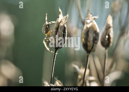 Kreuzspinne krabbelt auf einem Spinnenfaden zu einer Pflanze. Unscharfer Hintergrund. Ein nützlicher Jäger unter Insekten. Arachnid. Tierfoto aus der Wildnis Stockfoto