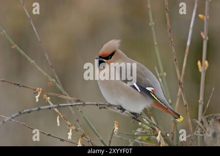 Böhmische Wachsflügel (Bombycilla garrulus), ja, Landkreis Bad Duerkheim, Rheinland-Pfalz, Bundesrepublik Deutschland Stockfoto